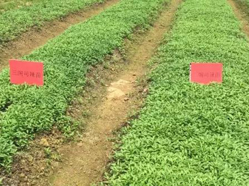 湖南军杰食品三阁司种植基地