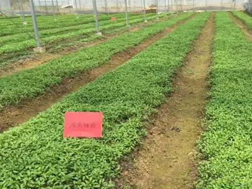 湖南军杰食品滩头种植基地