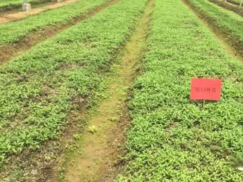 湖南军杰食品岩口种植基地