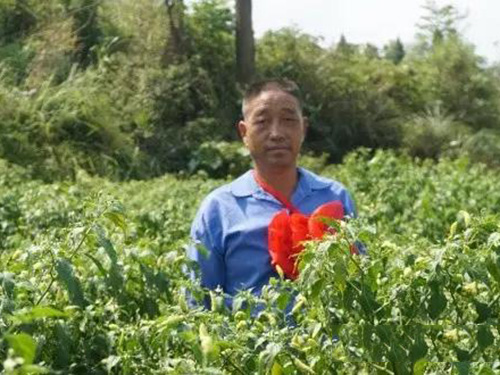 种植示范户