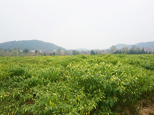 湖南军杰食品辣椒种植基地