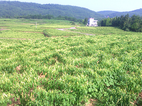 辣椒地