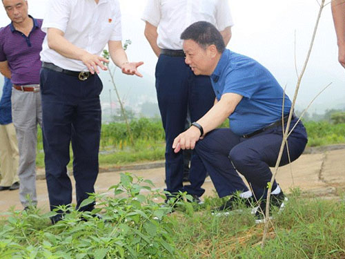 湖南军杰辣椒,军杰剁辣椒,湖南剁辣椒 湖南军杰辣椒,军杰剁辣椒,湖南剁辣椒