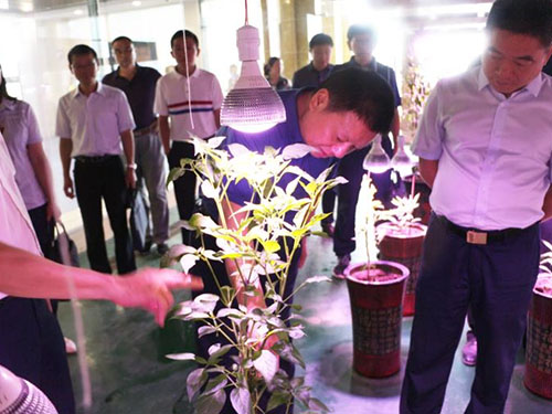 湖南军杰辣椒,军杰剁辣椒,湖南剁辣椒 湖南军杰辣椒,军杰剁辣椒,湖南剁辣椒